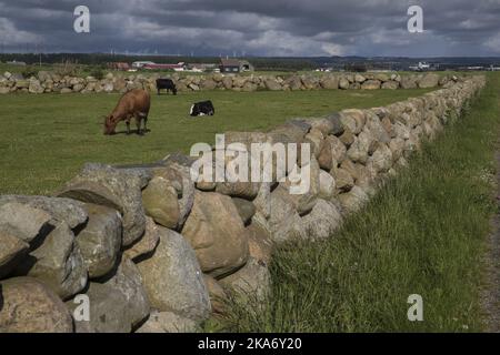 Stavanger, Norwegen 20170703. Steinzaun auf Jaeren, mit Kühen auf der Weide und Windturbinen im Hintergrund. Foto: Vidar Ruud / NTB scanpix Stockfoto