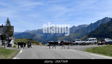 Halbwilde Esel stoppen den Verkehr auf dem Col du Soulor in den pyrenäen an der Grenze zu Frankreich und Spanien Stockfoto