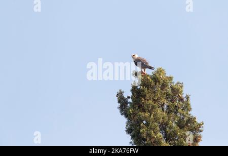 Unreife Black-winged Kite (Elanus caeruleus) im Delta Rosas, Spanien. Stockfoto