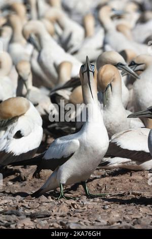 Kap Basstölpel (Morus capensis) an der Kolonie von Bird Island Nature Reserve in Lamberts Bay, Südafrika. Stockfoto