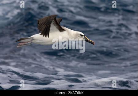 Adulter Atlantischer Gelbnasenalbatros (Thalassarche chlororhynchos), der tief über dem südlichen Atlantik vor Tristan da cunha fliegt. Stockfoto