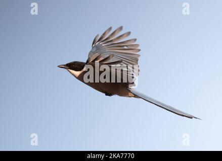 Iberischen Magpie (Cyanopica cooki) fliegen in Spanien. Stockfoto