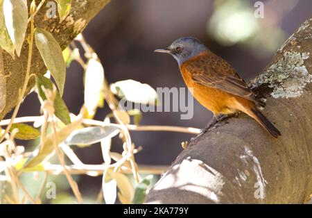 Männliche Cape Rock-Drossel (Monticola rupestris), die in einem Baum in Südafrika thront. Stockfoto