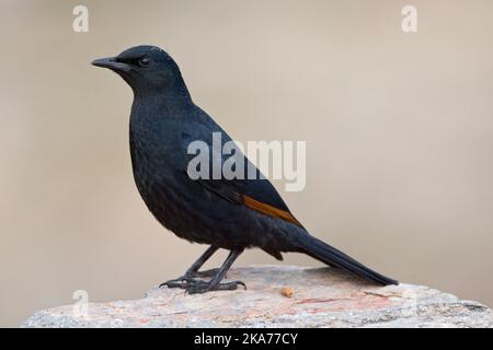 African Red-winged Starling (Onychognathus Morio) auf einem Felsen an der Küste von Südafrika thront. Von der Seite, gegen einen Braun Natur gesehen Stockfoto