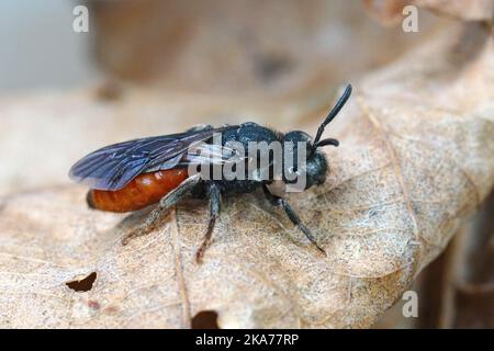 Nahaufnahme der rubberroten, einsamen parasitären Blutbiene Sphecodes albilabris, die auf einem getrockneten Blatt auf dem Feld sitzt Stockfoto