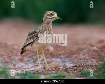 Juvenile eurasischen Stone-Curlew (Burhinus oedicnemus) am Pool trinken in den Steppen in der Nähe von Belchite, Spanien. Stockfoto