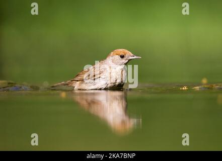 Vögele Kwikstaart, Blue-headed Bachstelze, Motacilla flava Stockfoto