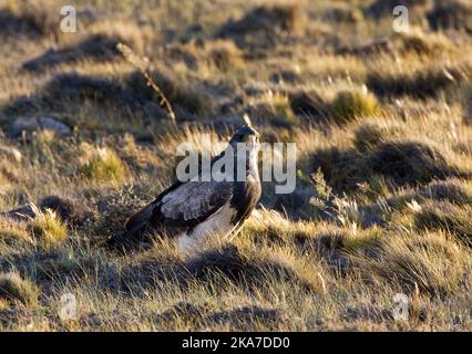 Grijze Arendbuizerd zittend in Gras; Schwarz-chested Buzzard-Eagle im Gras sitzend Stockfoto