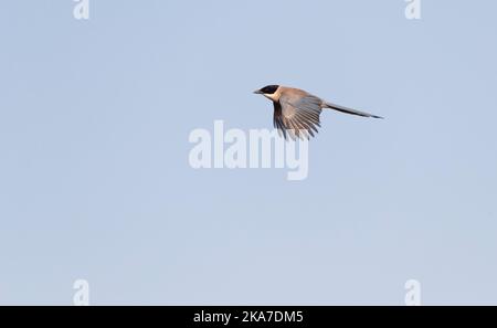 Flying iberischen Magpie (Cyanopica cooki), eine Spezies von der Iberischen Halbinsel und das leben in Familiengruppen. Stockfoto