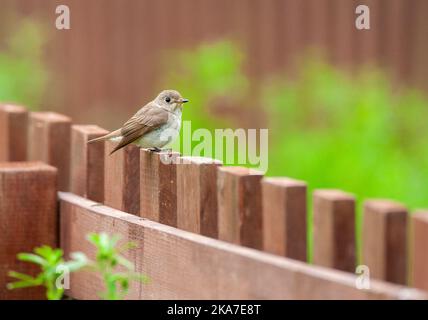 Ausgewachsener asiatischer Brauner Fliegenfänger (Muscicapa dauurica) während der Frühjahrsmigration auf Happy Island, China. Auf einem Gartenfank gelegen. Stockfoto