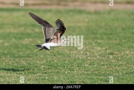 Im ersten Winter (Glareola pratincola Collared Pratincole) im Flug im Herbst in der Ebro Delta, Spanien. Unter Flügel. Stockfoto