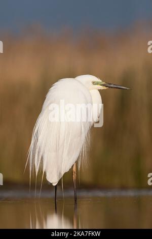 Grote Zilverreiger staand in Wasser; Western Great Egret stehend im Wasser Stockfoto