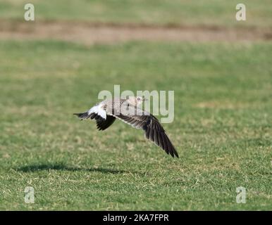 Im ersten Winter (Glareola pratincola Collared Pratincole) im Flug im Herbst in der Ebro Delta, Spanien. Übersicht obere Tragfläche. Stockfoto