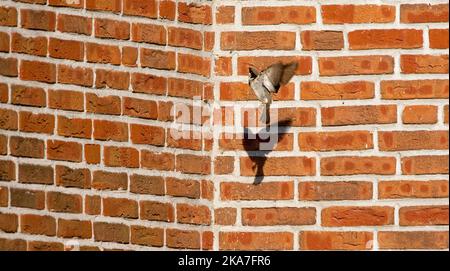 Huismus, House Sparrow, Passer domesticus Stockfoto