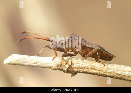 Detaillierte Nahaufnahme des gemeinsamen europäischen Hafenbugs, Coreus marginatus auf einem Zweig sitzend Stockfoto