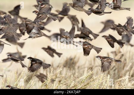 Herde der Spanischen Spatzen (Passer hispaniolensis) während der Frühling Migration im südlichen Negev, Israel. Stockfoto