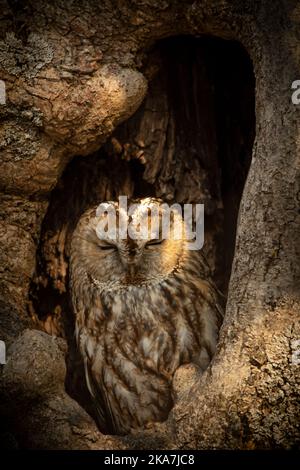 Die Waldkauze (Strix aluco) sitzt in einem Loch in einem alten Baum und fängt das letzte Licht des Tages ein. Tolle Tarnung in seinem geheimen verstecken. Tolles Bild Stockfoto