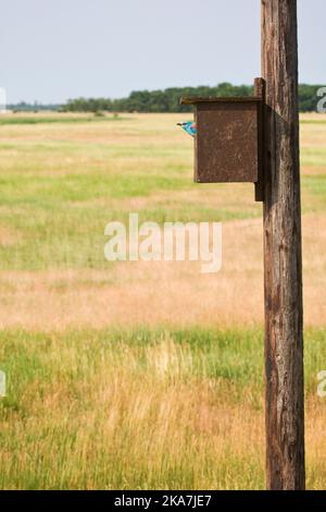 Scharrelaar bij nestkast ; europäische Rolle im Nest Box Stockfoto