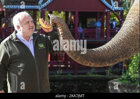 Leipzig, Deutschland. 30. Oktober 2022. Leipziger Zoodirektor Jörg Junghold übergibt Donchung, der Elefantenkuh, eine Banane. Junhold betreibt den Zoo seit 25 Jahren erfolgreich. Quelle: Heiko Rebsch/dpa/Alamy Live News Stockfoto