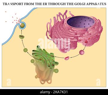 Transport vom er durch den Golgi-Apparat Stockfoto