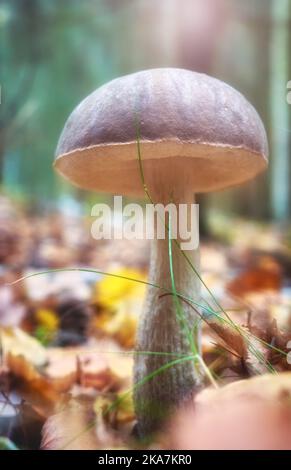 Nahaufnahme eines essbaren Pilzes in einem Wald, selektiver Fokus auf die Kappe. Stockfoto