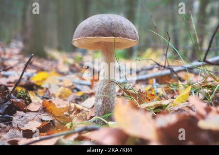 Nahaufnahme eines essbaren Pilzes in einem Wald, selektiver Fokus auf die Kappe. Stockfoto