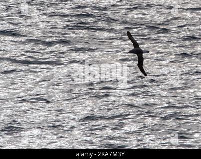 Northern Buller's Albatross, Thalassarche bulleri platei, auf See in Richtung Chatham Islands, Neuseeland. Mit starker Hintergrundbeleuchtung. Stockfoto