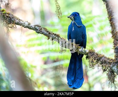 Adult Blue Coua (Coua caerulea) in einem Baum im tropischen Regenwald auf Madagaskar. Stockfoto