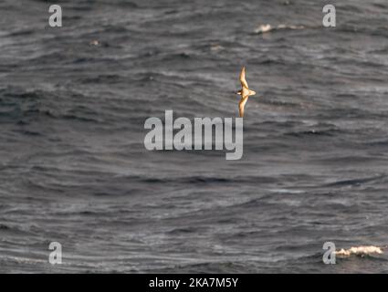 Fleckige **Pterodroma inexpectata) Fliegen über subantarktischen Gewässern von Neuseeland. Es ist ein transequatorial Migrant, Zucht in Neuseeland und s Stockfoto