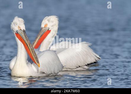 Dalmatinischer Pelikan, Pelecanus crispus, am Kerkini-See in Griechenland. Schwimmen in der Nähe des Ufers. Stockfoto