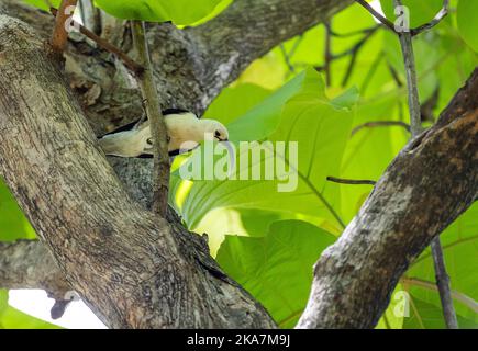 Sichelschnabel-Vanga (Falculea palliata), eine der größten der Vanga-Arten und endemisch in Madagaskar Stockfoto