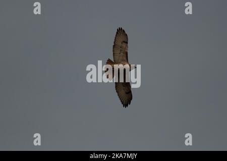 Der rote Schwanzfalke fliegt über dem bedeckten Himmel Stockfoto