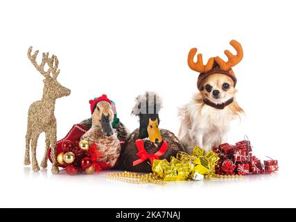 Enten, chihuahua und weihnachten vor weißem Hintergrund Stockfoto