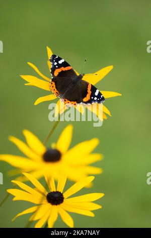 Roter Admiral-Schmetterling auf rudbeckia-Blumen - Großbritannien Stockfoto