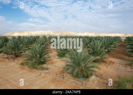 Wüstenlandwirtschaft. Große Dattelpalmen-Plantage in der Wüste. Stockfoto