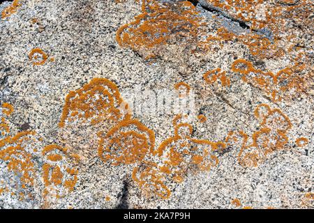 Gesteinsstruktur mit runden orangen Flechten-Mustern, die in Kreisen darauf wachsen. Stockfoto