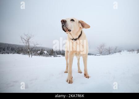 Netter Hund beim Spaziergang in der Winterlandschaft. Der gelbe labrador Retriever blickt auf eine verschneite Landstraße. Stockfoto