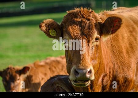 Sonnenbeschienene braune Kuh & 2 zwei kleine neugeborene Kälber stehen auf dem Feld (fügsame, ruhige Mutter starrt voraus, große Ohren, Nahaufnahme) - Yorkshire, England. Stockfoto