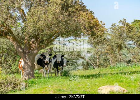 Vier Kühe stehen vor der Kamera und hinter einem Baum auf einer Wiese mit grünen Kräutern, Bäumen und einem blauen Himmel. Stockfoto