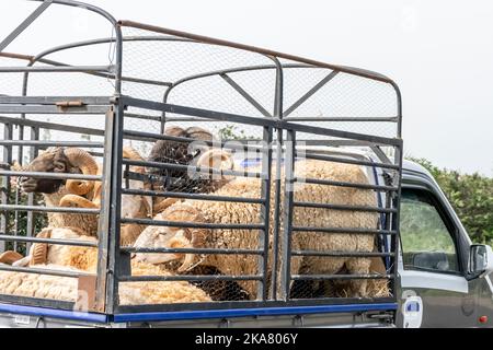 Mini-LKW mit großen Schafen mit großen gewundenen Hörnern auf der Autobahn Straße. In einem Käfig eingesperrt und für den Transport zusammengepfercht. Stockfoto