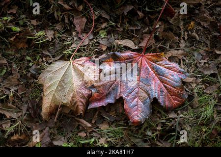 Im Herbst in England im Vereinigten Königreich liegen im Herbst lebendige Farben toter Blätter von Sycamore Acer pseudoplatanus auf dem Boden. Stockfoto