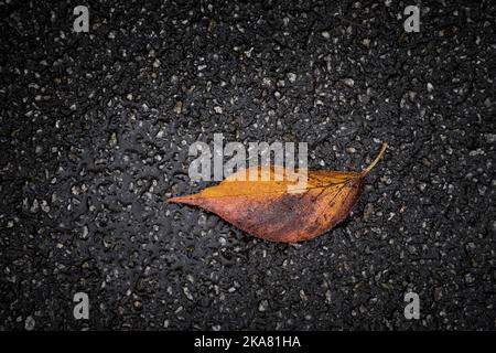 Dead Leaf Beech Tree Fagus sylvatica auf einer Straße in Cornwall in England im Vereinigten Königreich. Stockfoto