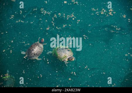 Rotohren-Schildkröten in einem grünen, blühenden Teich im Echo Park Los Angeles, Kalifornien. Haustier und invasive Arten der kalifornischen Stadtfauna Stockfoto