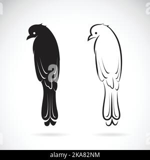 Vektor von Drongo Vogel auf weißem Hintergrund. Vogelsymbol. Leicht editierbare Vektorgrafik mit Ebenen. Wilde Tiere. Stock Vektor