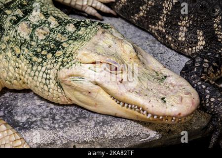 Die Nahaufnahme des Albino-amerikanischen Alligators (Alligator mississippiensis) ist ein großes Krokodilreptil aus dem Südosten der Vereinigten Staaten, Stockfoto