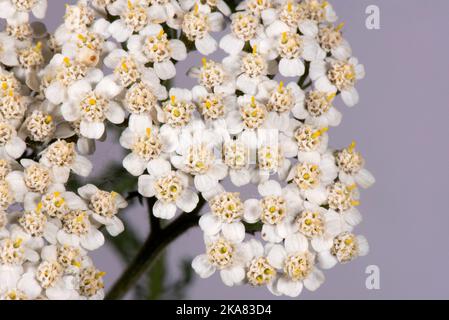 Schafgarbe (Achillea millefolium)-Blütenstand in Nahaufnahme, um eine zusammengesetzte Anordnung von Strahl- und Scheibenblüten in einem Flach-gekrönten Capitulum, in der Stadt, Zu Zeigen Stockfoto