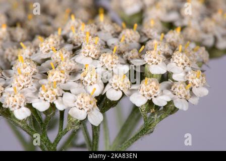 Schafgarbe (Achillea millefolium)-Blütenstand in Nahaufnahme, um eine zusammengesetzte Anordnung von Strahl- und Scheibenblüten in einem Flach-gekrönten Capitulum, in der Stadt, Zu Zeigen Stockfoto