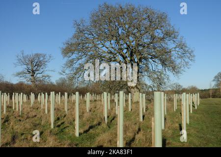 Eine neue Plantage aus Laubbäumen mit Pfosten und Kunststoffwächtern, um Wald um eine einzige große Staueiche zu schaffen, berkshire, November Stockfoto