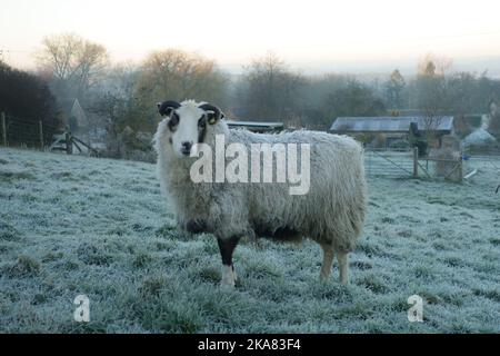 Ein Haustier Shetland Schafe an einem kalten frostigen Wintermorgen stehen in einem Gras Paddock, als die Sonne aufgeht, in der Stadt, im Januar Stockfoto