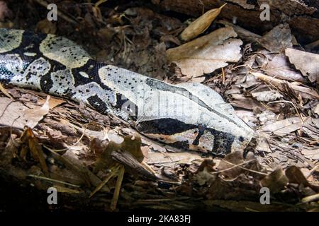 Nahaufnahme des Kopfes der Rotschwanzboa (Boa constrictor). Es handelt sich um eine Art großer, nicht giftiger, schwerer Schlange, die häufig gehalten wird Stockfoto